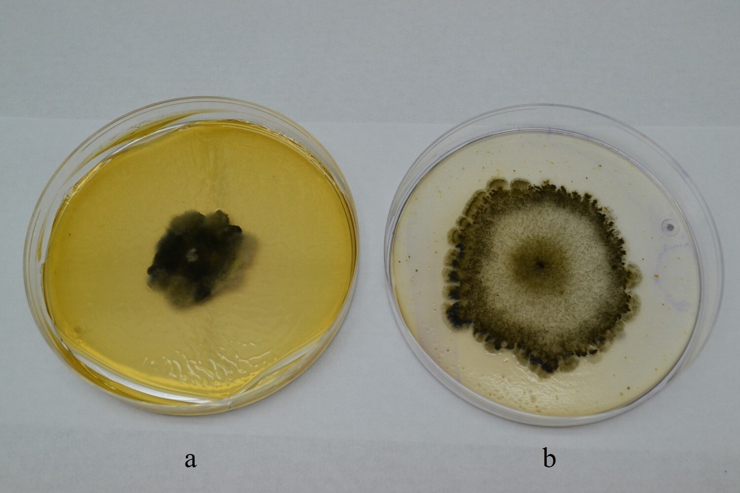 Colonias de 14 días de edad en APG (a) y
AHM (b) / 14-day-old colonies in potato dextrose agar (PDA) (a) and corn meal agar (CMA) (b).