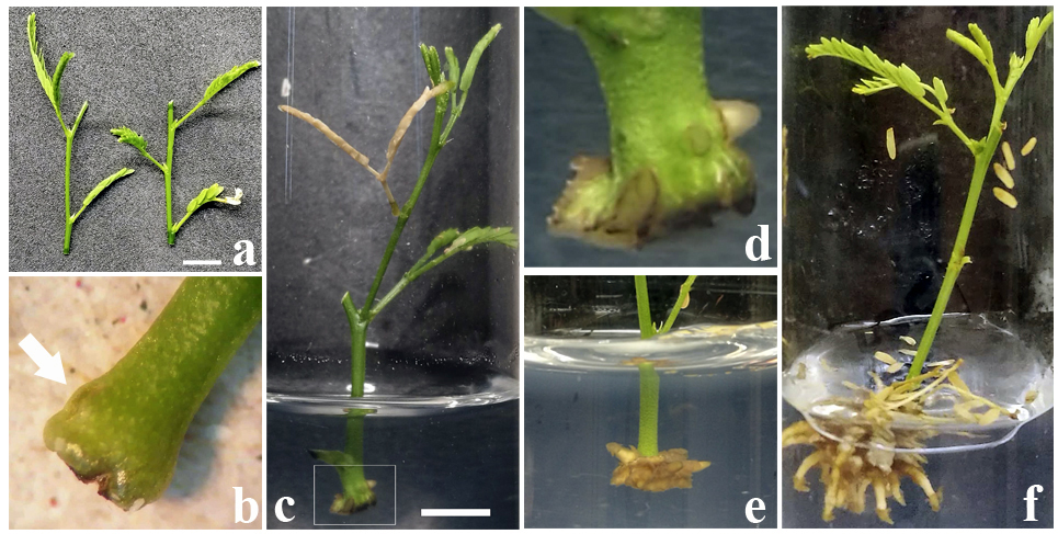 Figura 1. Formación de raíces adventicias en explantes de N.
alba cultivados in vitro. a) Explantes al inicio del
cultivo. b) Hendidura de epidermis (flecha). c) Primeros primordios de raíces visibles
y (d) ampliación del recuadro. (e) Emergencia y (f) crecimiento del número
final de raíces adventicias. Barra = 5 mm 

Figure 1. Formation of adventitious roots in in vitro cultured N. alba explants.
a) Explants at the beginning of cultivation.
b) Epidermal fissure (arrow). c) First visible root primordia and (d) enlargement of the inset. (e) Emergence and (f) growth of the final number of adventitious roots. Bar = 5 mm