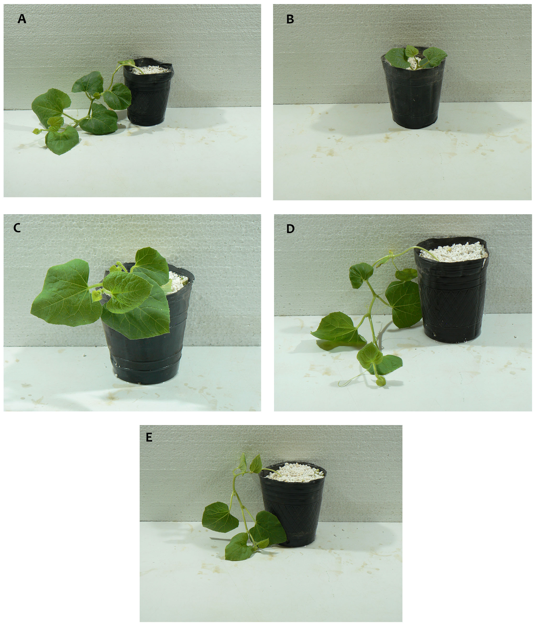 Figure 2. Phenotypic
appearance of 20 days old melon plants. [A: non-stressed plants, watered with
2.0 dS m−1 EC solution; B, C, D and E: plants from treated seeds
with 0, 10, 50 and 100 μM melatonin solutions, respectively, and watered with
8.0 dS m−1 EC solution]. 

Figura 2. Apariencia fenotípica de plantas de melón
de 20 días. [A: plantas no estresadas, regadas con solución con 2,0 dS m-1
CE; B, C, D y E: plantas de semillas tratadas con soluciones de melatonina de
0, 10, 50 y 100 μM,
respectivamente, y regadas con solución con 8,0 dS m-1 CE].