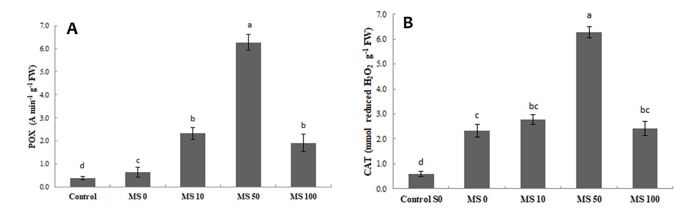 Figure 6. Peroxidase (POX)
(A) and catalase (CAT) (B) activities. [Control S0: non-stressed plants,
watered with 2.0 dS·m−1 EC solution; MS 0, 10, 50, 100: plants from
treated seeds with 0, 10, 50 and 100 μM melatonin solutions, respectively, and
watered with 8.0 dS m−1 EC solution]. Diﬀerent letters indicate a
significant diﬀerence (P ≤ 0.05) according to Tukey’s test. 

Figura 6. Actividad Peroxidasa (POX) (A) y Catalasa
(CAT) (B). [Control S0: plantas no estresadas, regadas con solución con 2,0 dS
m-1 CE; MS 0, 10, 50, 100: plantas de semillas tratadas con
soluciones de melatonina de 0, 10, 50 y 100 μM, respectivamente, y regadas con solución con 8,0 dS m-1
CE]. Letras diferentes en la misma columna indican diferencia significativa (P ≤
0,05) de acuerdo al test de Tukey.