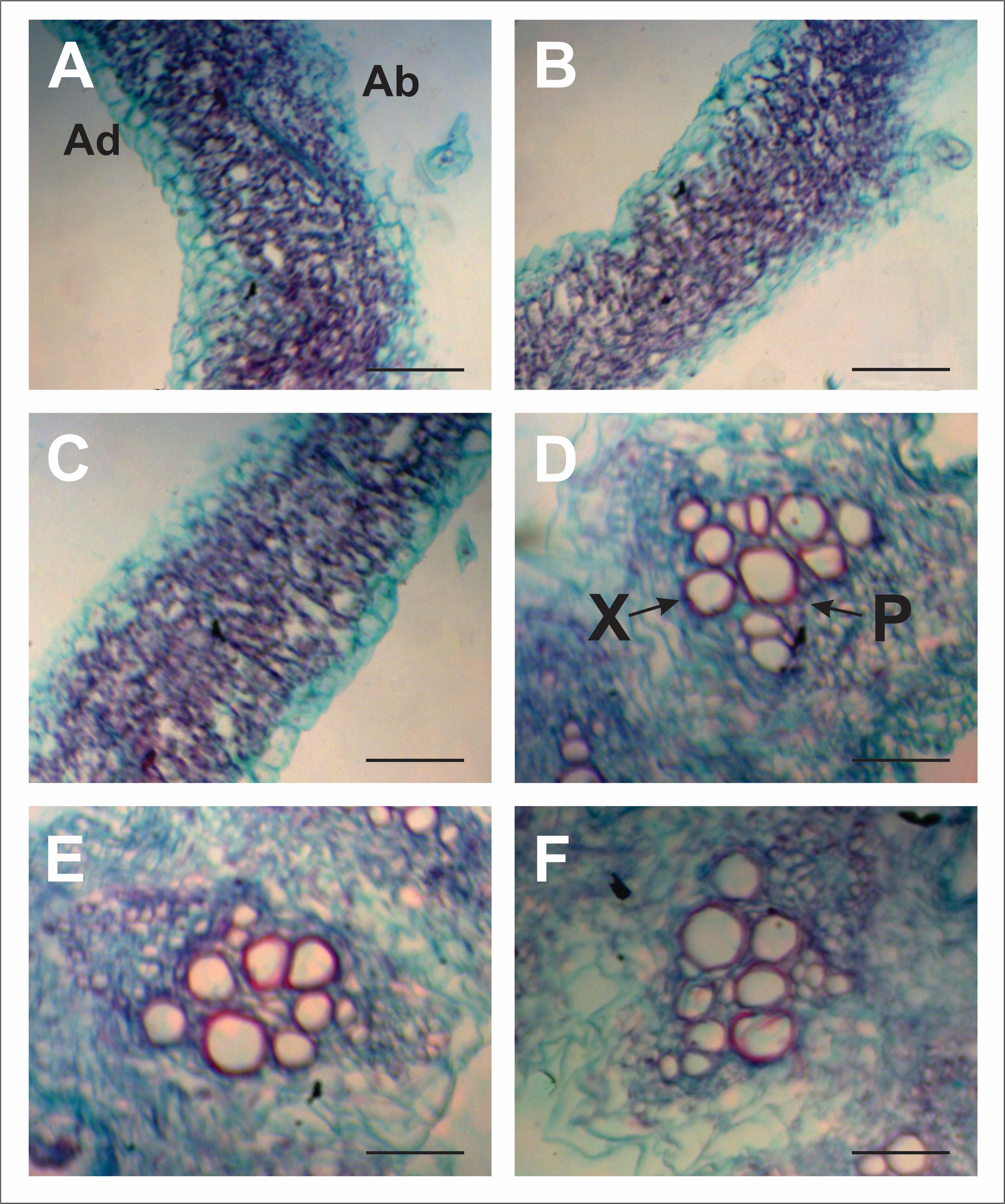 Figure 7. Cross section of
melon leaves of Control S0 (A), MS0 (B) and M50 (C) treatments, and stems of
Control S0 (D), MS0 (E) and M50 (F) treatments. References: X: Xylem, P:
Phloem, Ad: Abaxial Epidermis; Ab: Abaxial Epidermis. Scale
bars: 100 µm 

Figura 7. Sección transversal de hojas de melón de
tratamientos Control S0 (A), MS0 (B) y M50 (C) y tallos de tratamientos Control
S0 (D), MS0 (E) y M50 (F). Referencias: X: Xilema, P: Floema, Ad: Epidermis
Adaxial; Ab; Epidermis Abaxial. Barras
de escala: 100 µm