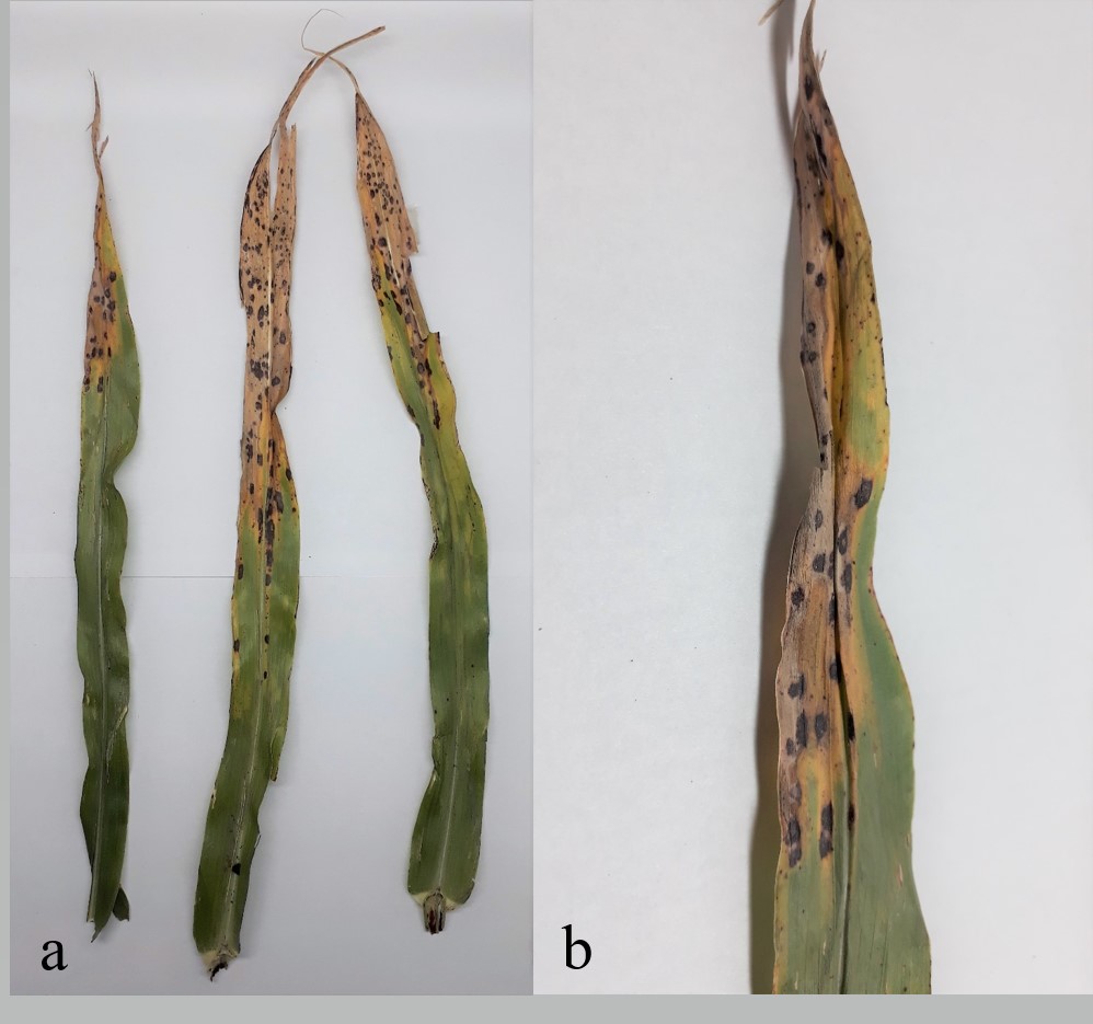 Figura 1. Síntomas foliares en sorgo (a) y detalle
de manchas castaño oscuras (b). 

Figure
1. Foliar symptoms on sorghum (a) and detail of dark brown spots (b).