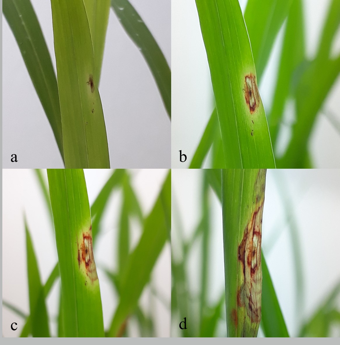 Figura 4. Evolución de una lesión ocasionada por
inoculación artificial. Síntomas a los 2 (a), 6 (b), 9 (c) y 14 (d) días desde
la inoculación. 

Figure
4. Evolution of a lesion caused by artificial inoculation. Symptoms at 2 (a), 6
(b), 9 (c) and 14 (d) days after inoculation.