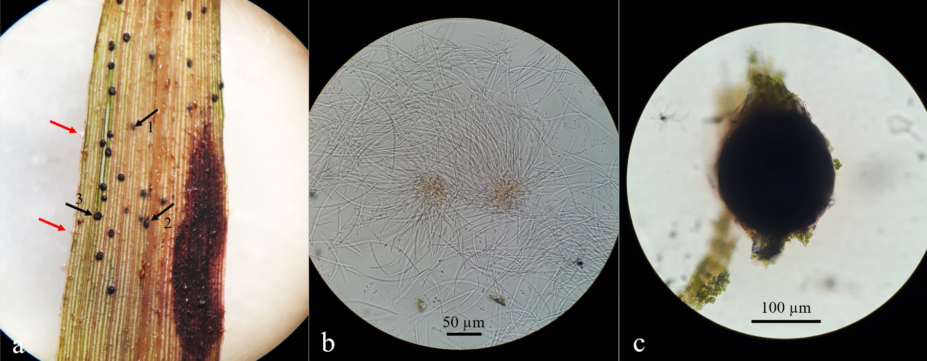Figura 5. Esporodoquios (flechas rojas) y
microesclerocios (flechas negras) subepidérmicos (1), en emergencia (2) y
superficiales (3), desarrollados a los 20 días desde la inoculación artificial
(a). Detalle de esporodoquios (b) y microesclerocio
(c). 

Figure
5. Sporodochia (red arrows) and microsclerotia (black arrows) subepidermal (1),
emerging (2) and superficial (3), developed 20 days after artificial
inoculation (a). Detail of sporodochia (b) and microsclerotium (c).