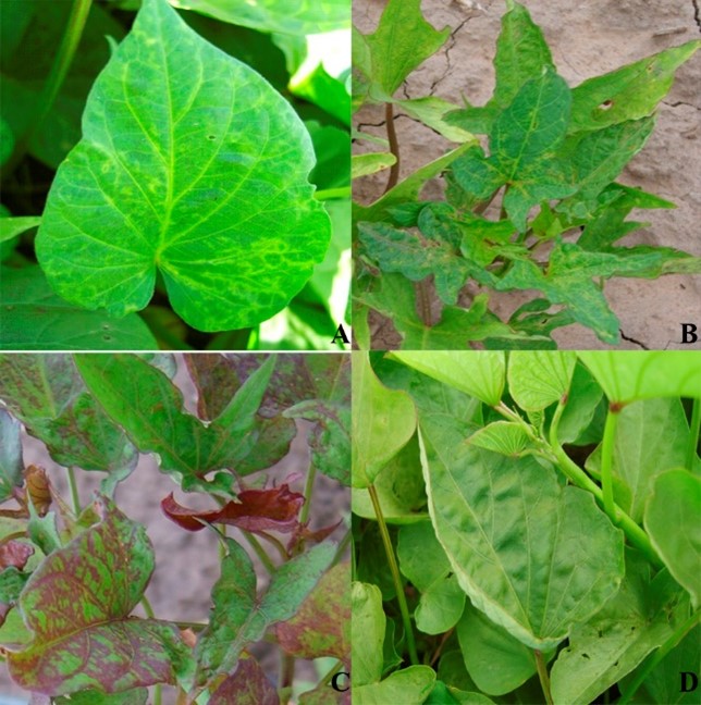 Figura 3. Síntomas de virosis en batata de lotes de Colonia Caroya, Córdoba. (A) INIA Arapey con hojas distorsionadas, ampolladas y con anillos y diseños cloróticos. (B) Planta clorótica y enana de Morada INTA con mosaico, bandeado nerval clorótico y distorsión foliar. (C) Morada Selecta con diseños antociánicos. (D) Hojas jóvenes de INIA Arapey con bordes curvados hacia arriba y ampollado. Figure 3. Symptoms of viral infection in sweet potato from plots in Colonia Caroya, Córdoba. (A) INIA Arapey with distorted, blistered leaves, and chlorotic rings and patterns. (B) Chlorotic and dwarf plant from Morada INTA with mosaic, chlorotic nerval banding, and leaf distortion. (C) Morada Selecta with anthocyanic designs. (D) Young leaves of INIA Arapey with curled upward edges and blistering.