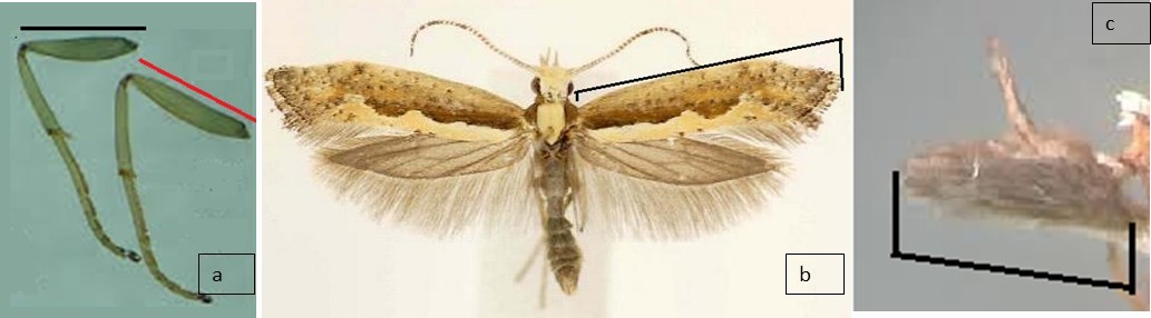 Esquema de la medici&oacute;n del largo de: a) del f&eacute;mur del segundo y tercer par de patas; b) primer par de alas y, c) del palpo labial de adultos de Plutella xylostella. / Scheme of measuring the length of a) the femur of the second and third pair of legs; b) the first pair of wings and, c) the labial palp of Plutella xylostella.