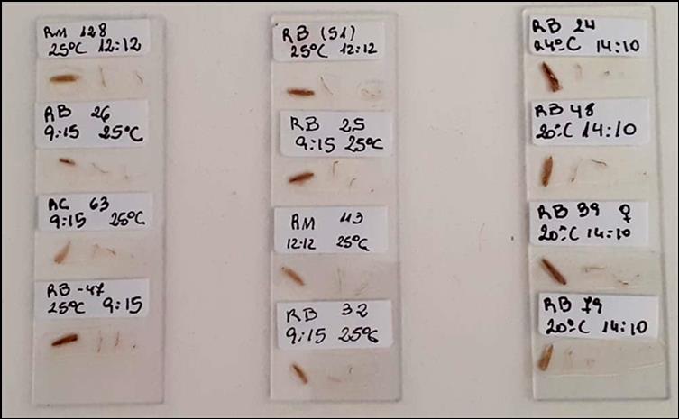Artejos extra&iacute;dos de adultos de Plutella xylostella (ala delantera, palpo labial, patas media y posterior), debidamente identificados y pegados sobre portaobjetos, para su posterior medici&oacute;n. / Artifacts extracted from Plutella xylostella adults (front wing, labial palp, middle and posterior legs), were duly identified and glued on slides, for later measurement.