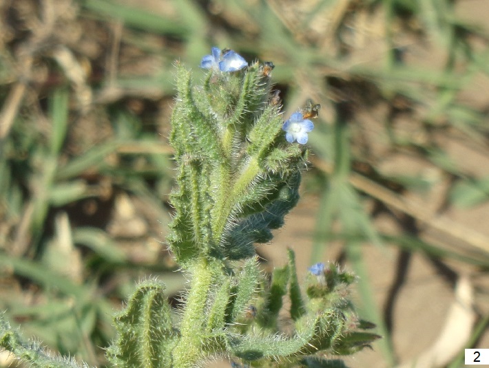 Lycopsis arvensis. Rama con flores. Ju&aacute;rez 70 (UNR). / Lycopsis
arvensis. Branch with flowers. Ju&aacute;rez 70 (UNR).