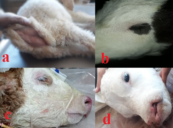 Some congenital anomalies: atresia ani (a) anophthalmia (b) mandibular malformation brachygnathi inferior (c) cheliognatopalatoschisis (d)