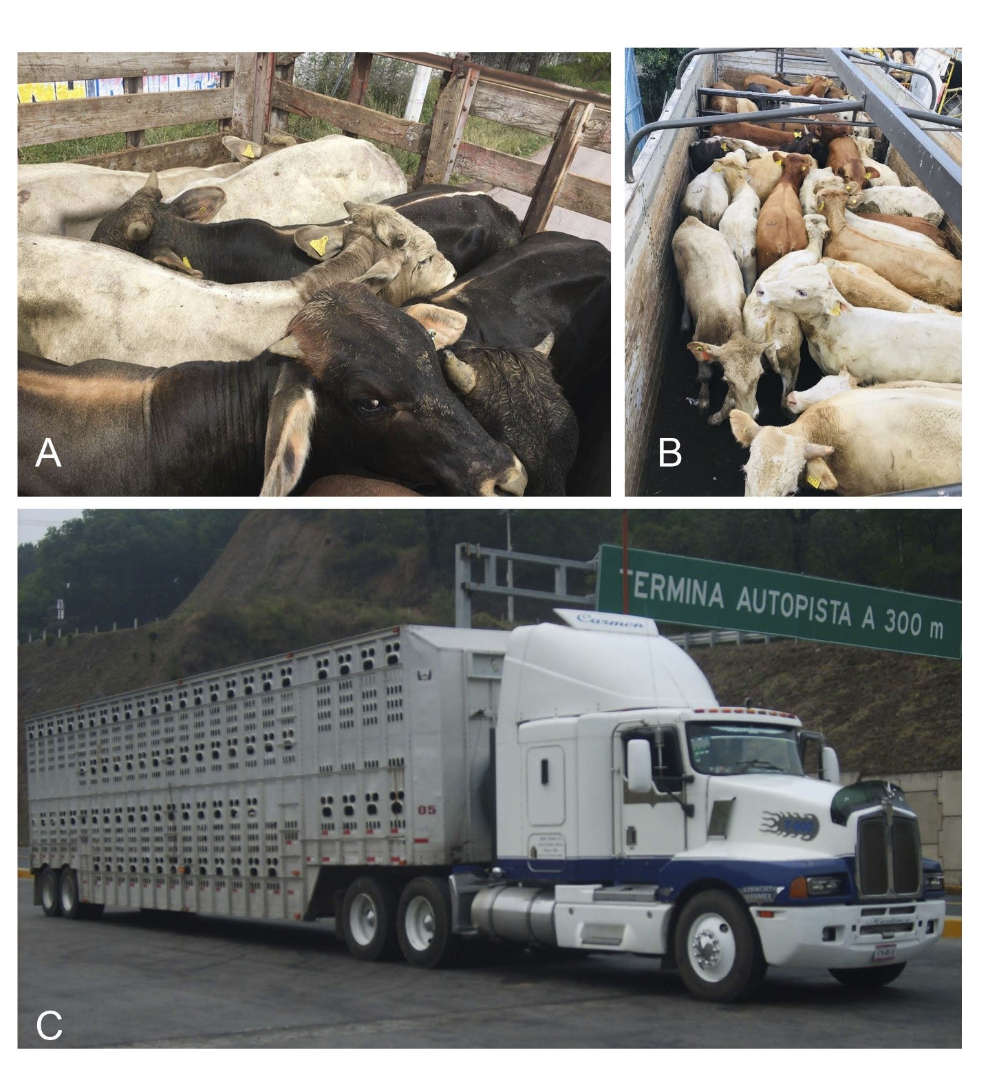 A) Vehículo con redilas para movilizar de 5 a 6 bovinos; B) Camiones de un eje trasero para movilizar de 25 a 30 bovinos; C) Tractor con jaula ganadera para movilizar mayor número de bovinos.