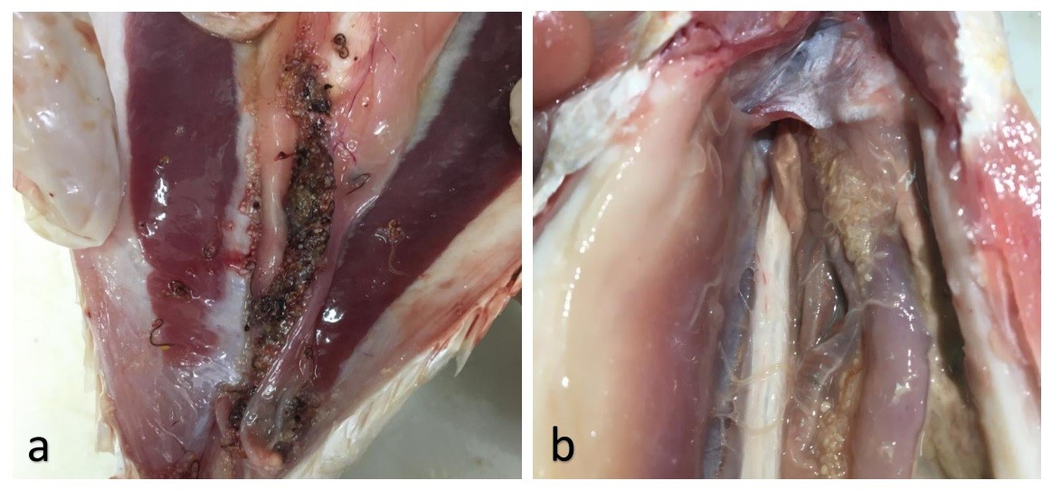 Detección de nematodos en cavidad celómica de C. guatucupa y M. ancylodon capturados por buques pesqueros de Uruguay. a. nematodos identificados en cavidad celómica de un ejemplar de C. guatucupa (total de larvas=149); b. nematodos identificados en cavidad celómica de un ejemplar de M. ancylodon (total de larvas=72).